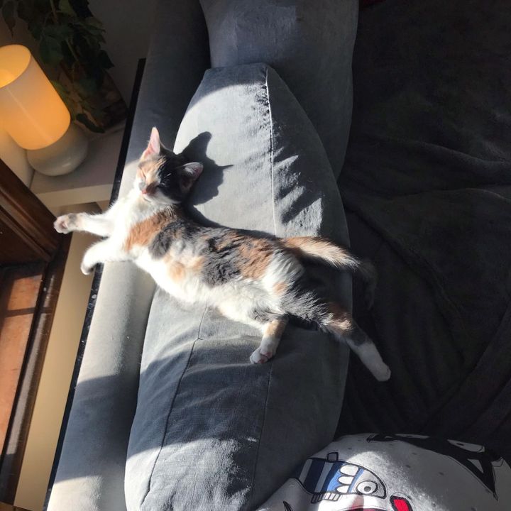 napping on couch kitten